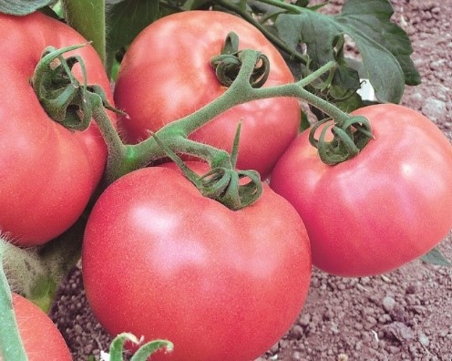 Българският розов домат се намира все по-рядко, а цената му