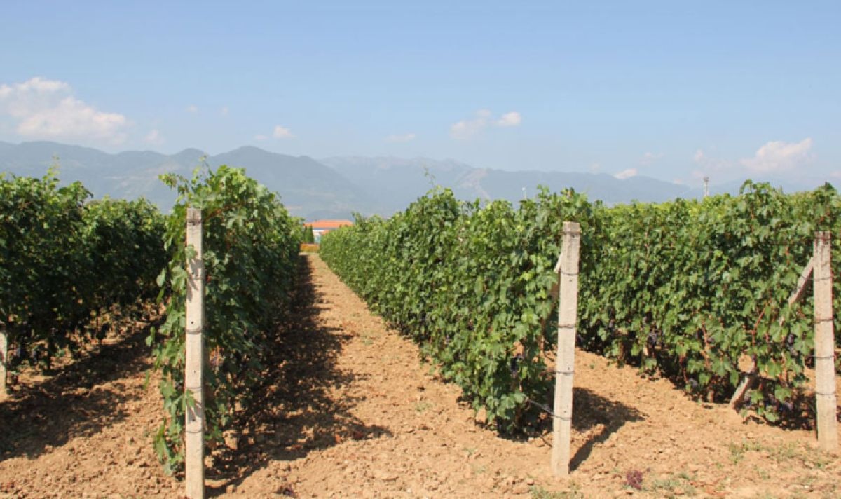 С около 50 по слаба реколта от грозде се очаква тази