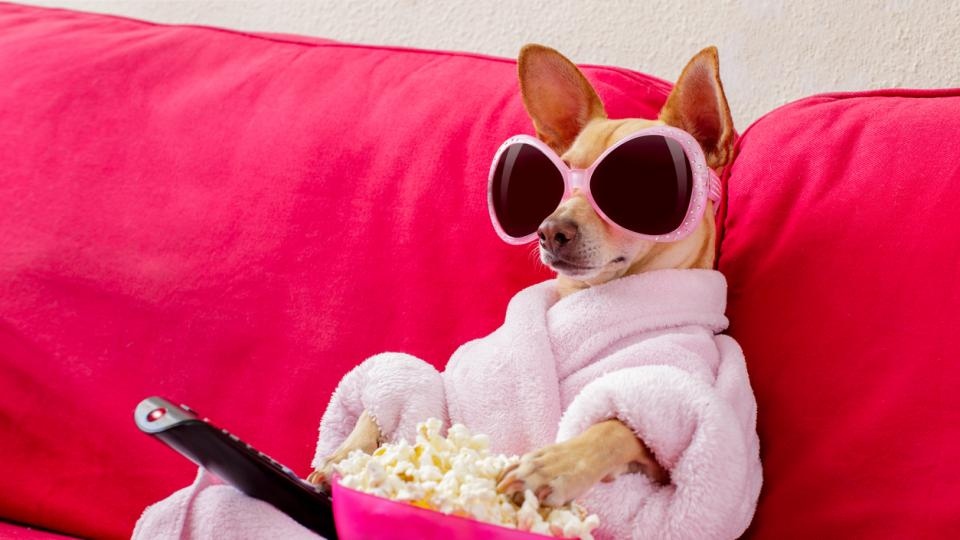 На 10 август се отбелязва Световният ден на мързела Говори