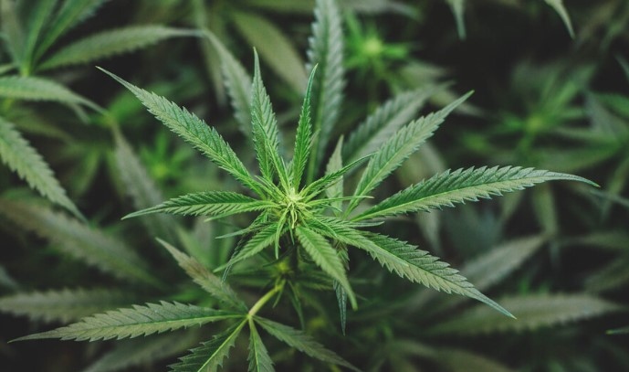 Германското правителство одобри спорен закон за легализиране на отглеждането и