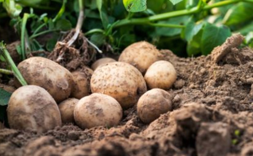Изчезва ли българският картоф Въпросът вече съвсем не изглежда лишен
