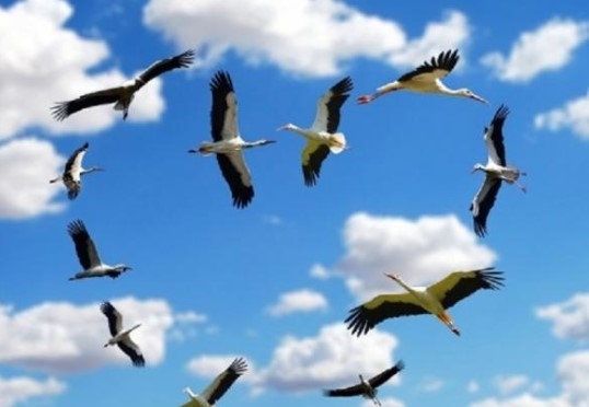 Започна есенната миграция на птиците Това потвърдиха орнитолозите от природозащитния