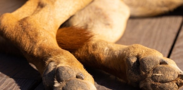 Застреляха куче в софийското село Елешница Животното е с огнестрелна