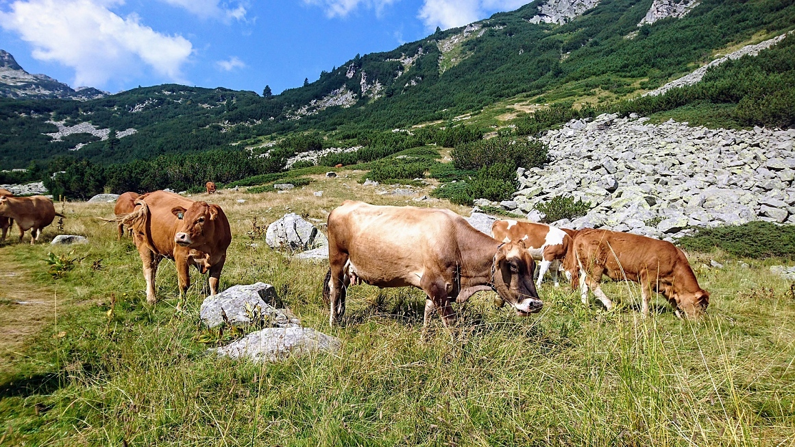 Висшият експертен екологичен съвет към Министерство на околната среда и