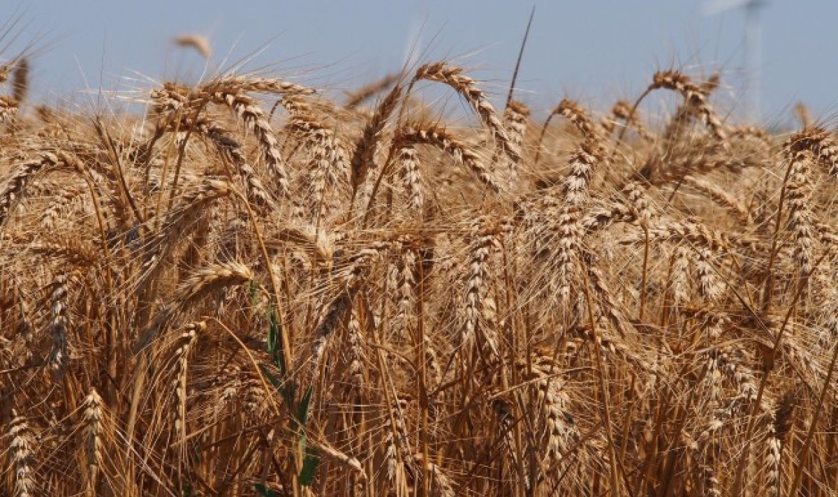 Котировките на зърнените стоки по световните борси се движат разнопосочно