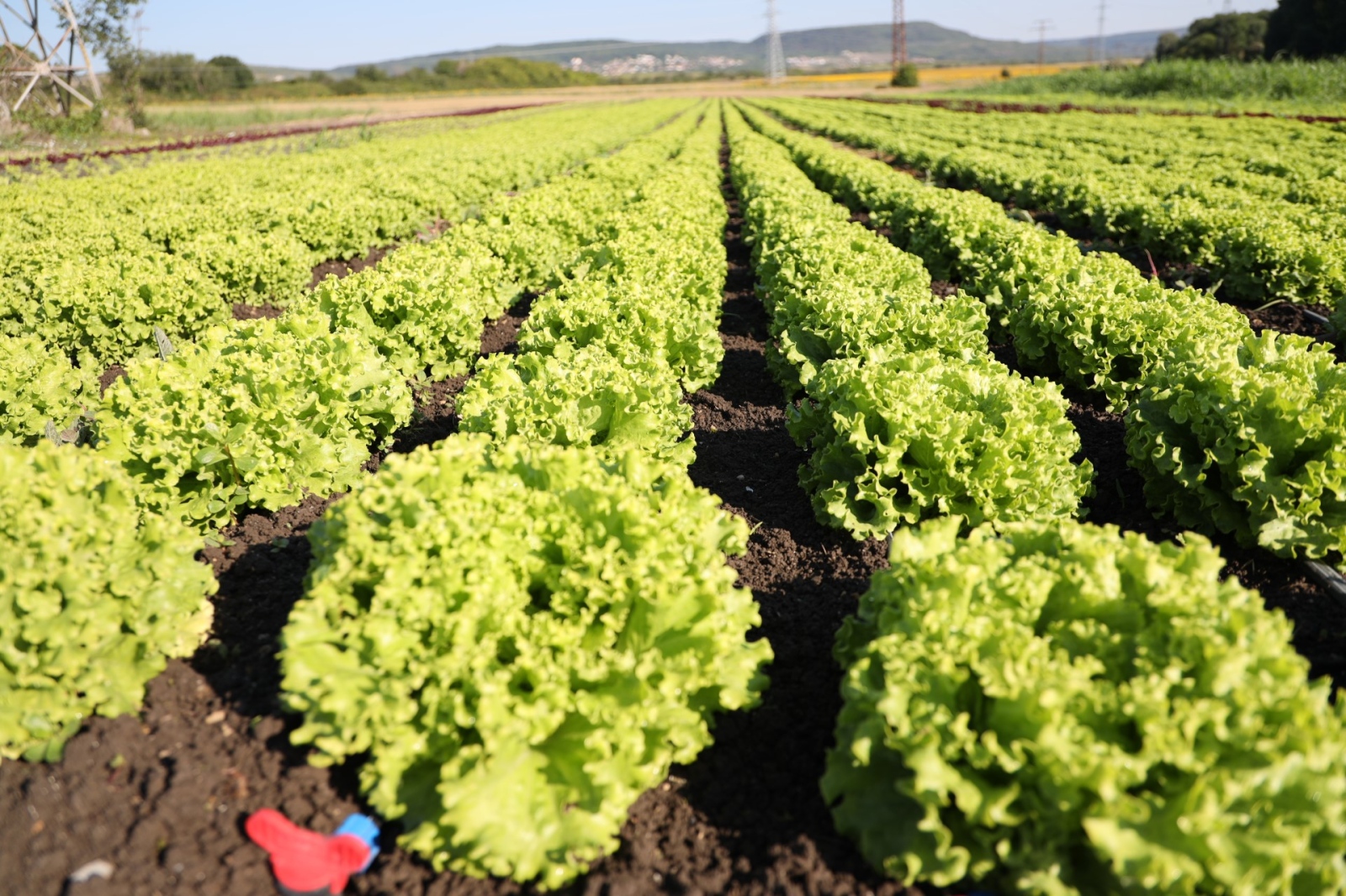 Зелените салати са едни от най разпространените зеленчуци в България