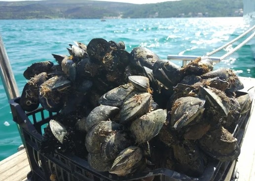 На Северното Черноморие и тази година Агенцията по рибарство и