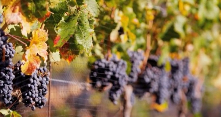 Производители на грозде сигнализират за слаба реколта и ниско качество