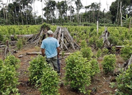 Според ООН отглеждането на кока в Колумбия е достигнало рекордно