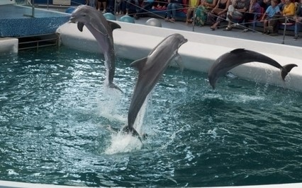 Делфинариум Варна подарява безплатен билет за първия учебен ден По