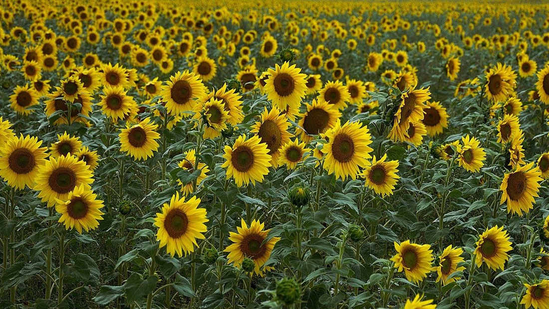 Продължават да падат цените и при слънчогледа и при пшеницата