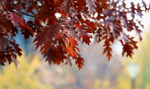 Температурите днес ще бъдат с около градус – два по високи