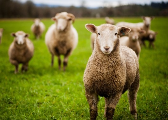 Стадо овце изяде близо 100 кг канабис за медицински цели