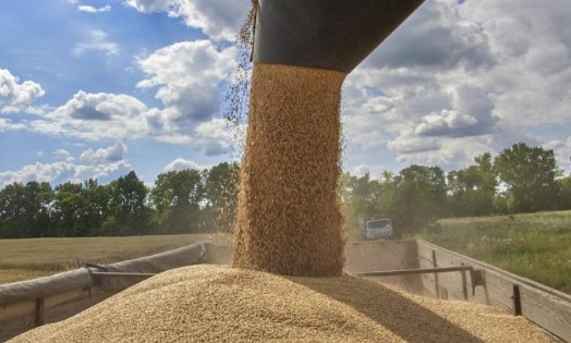 Египет ще се снабдява с почти половин милион тона пшеница