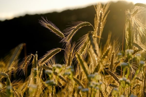 Украинският износ на зърно рязко е спаднал като през първите