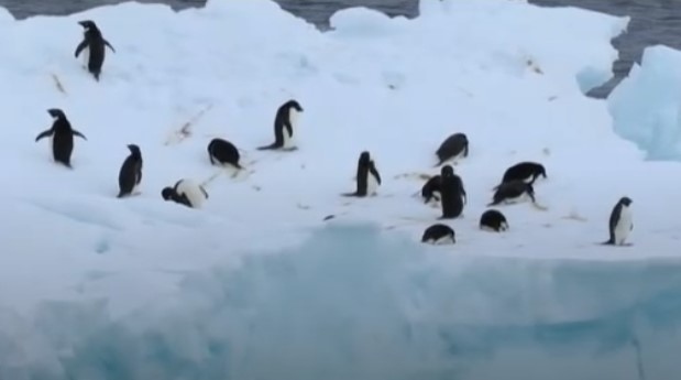 Снимка: Глобалното затопляне застрашава пингвините в Антарктида