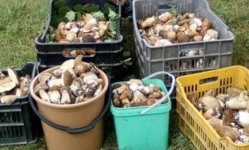 Билкарите се оказаха едни от най засегнатите от предложените от министерството