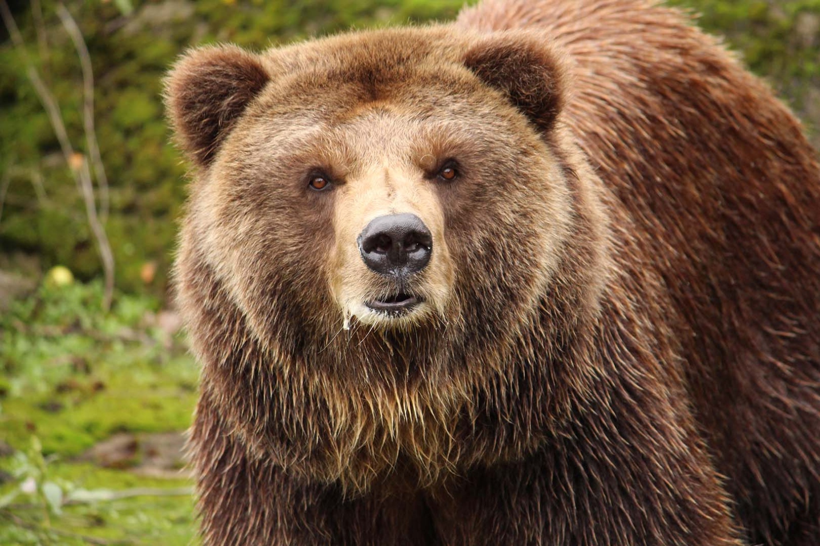 Няколко туристи бяха подгонени от мечка на Трансфъгърашкото шосе което