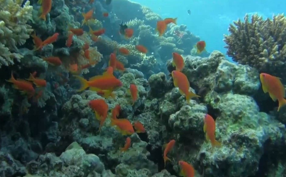 Снимка: Алианс от 45 държави обеща 12 млрд. долара за опазване на кораловите рифове