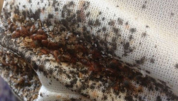 Сериозно нашествие на дървеници тормози Париж и жителите на други