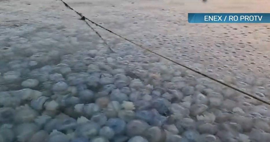 Нашествие на сини медузи във водите на Черно море край