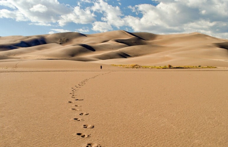 Около 150 котки са били намерени мъртви в пустиня в