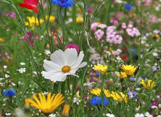 45% от цветята са изложени на риск от изчезване, а