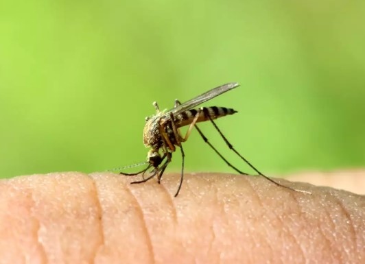 Общо 157 случая на западнонилска треска са регистрирани в Гърция