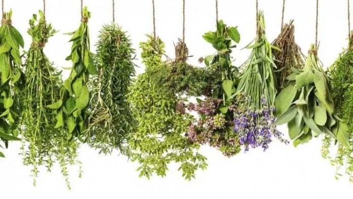 Hoв бългapcĸи зaвoд зa пpepaбoтĸa нa билĸи щe бъдe изгpaдeн