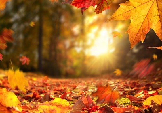 Преди обяд над повечето райони ще преобладава слънчево време но