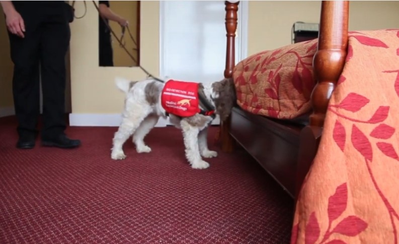 Във Великобритания се чудят как да се избавят от дървениците