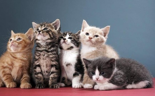 Полицията в Китай е спасила около 1000 котки от камион