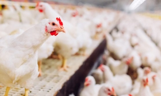 БАБХ откри птичи грип в птицеферма Веднага бяха предприети мерки