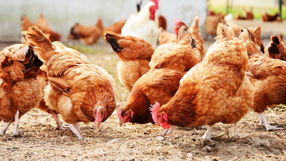 Българската агенция по безопасност на храните БАБХ обяви огнище на