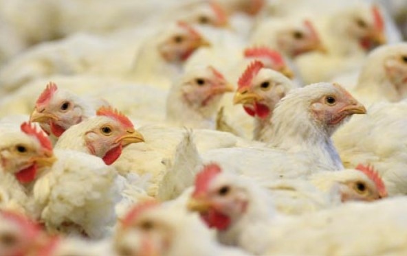 Българската агенция по безопасност на храните БАБХ обяви огнище на