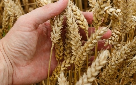 Нов доклад публикуван от Фуудуоч Foodwatch и озаглавен Тъмната страна