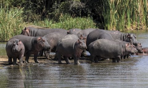 Снимка: СВЕТЪТ Започнаха да кастрират хипопотамите на Пабло Ескобар