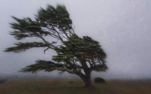 Обявиха бедствено положение във Варненско заради ураганния вятър съобщават от