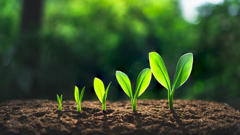 Със сигурност дори децата знаят че растенията произвеждат кислород през