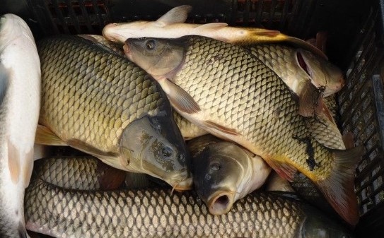 Утре е Никулден празнуват рибари моряци банкери търговци и 200