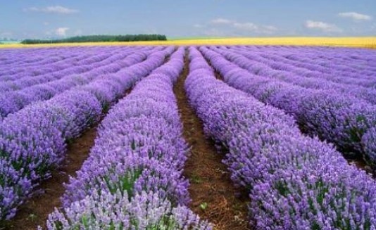 Производители и преработватели се обявиха за създаване на закон за