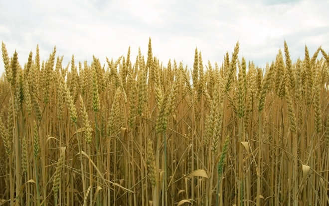 6 589 000 тона е производството на пшеница от тазгодишната