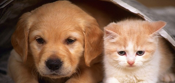 Празненствата за Нова година могат да имат негативен ефект върху