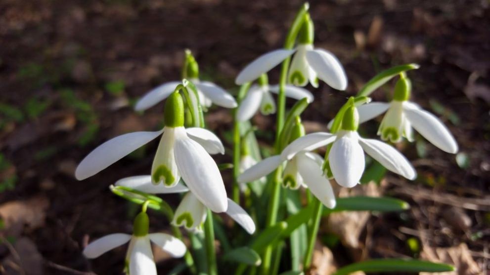 Кокичета цъфнаха в Смолян в първия ден от новата 2024