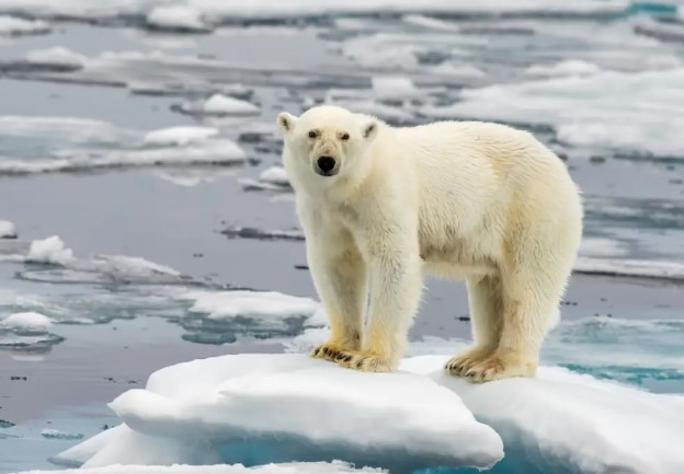 Полярна мечка почина от птичи грип в САЩ съобщи Гардиън