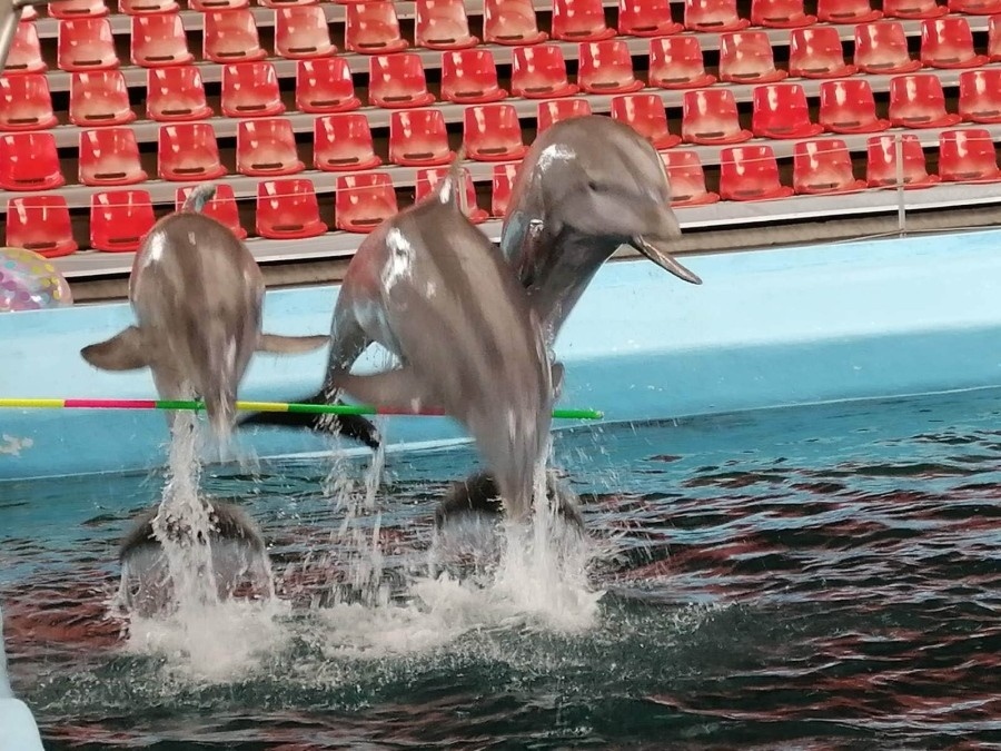 Делфинариум Варна организира безплатни представления за децата Ваканция с