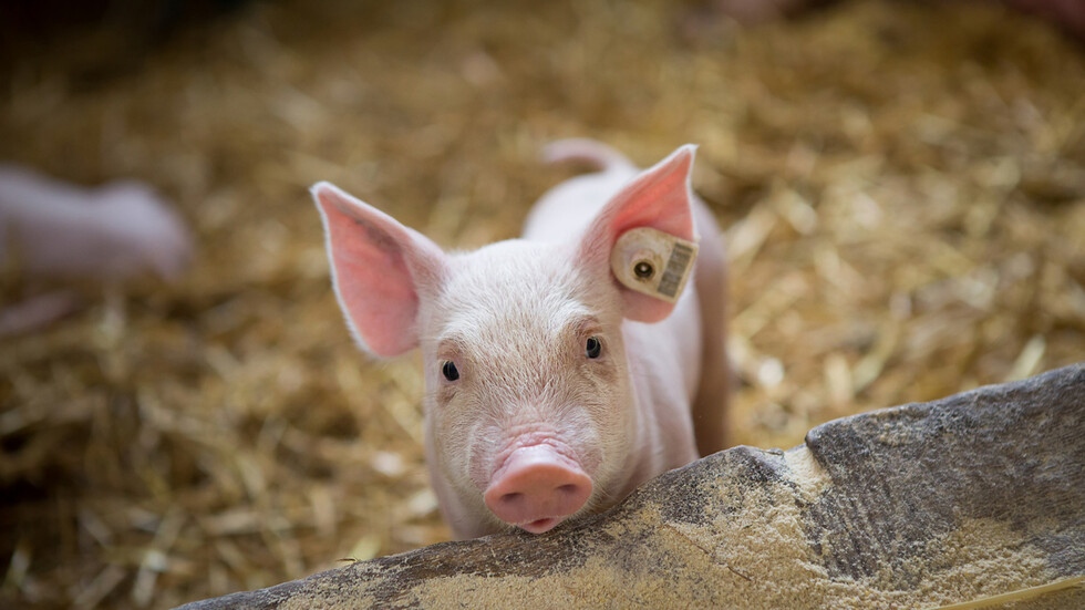 Министерството на земеделието и развитието на селските райони на Албания