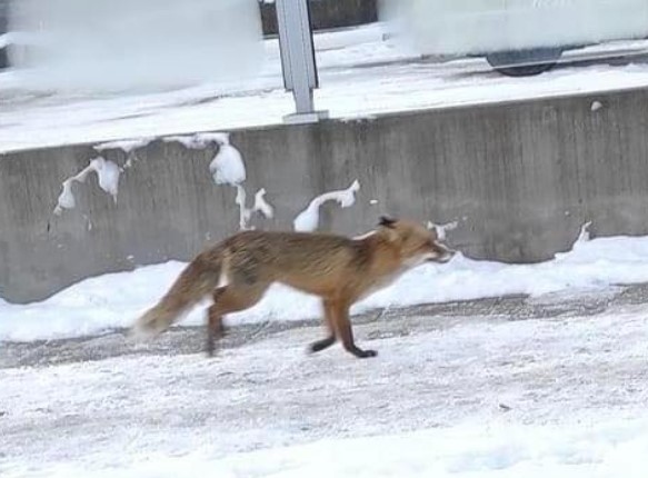 Лисица обикаля из улиците на София  съобщи кметът на район Слатина  Георги Илиев