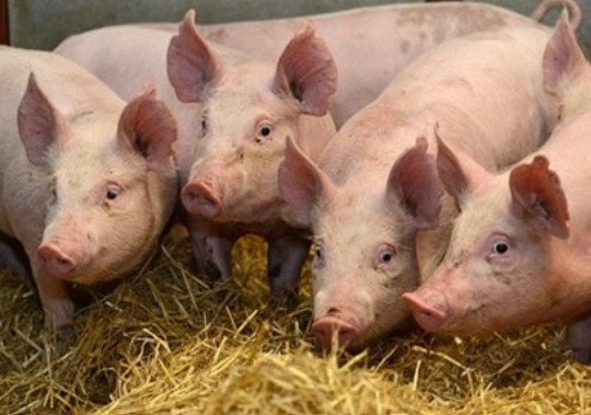 Повече от 20 000 прасета ще бъдат евтаназирани в румънското
