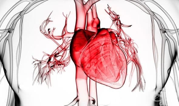 Сърдечните заболявания са най честата причина за смърт в САЩ През